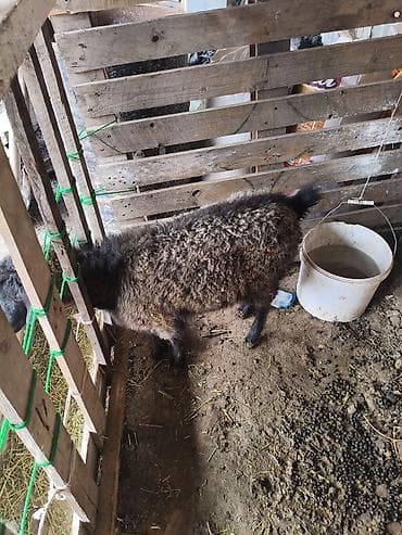 Продаю | Овца (самка) | На забой at lalafo.kg Продаю | Овца (самка) | На забой