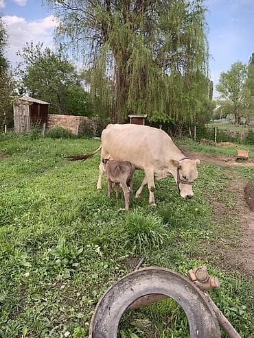 диск пес: Продаю | Корова (самка) | Для молока | После отела — 4