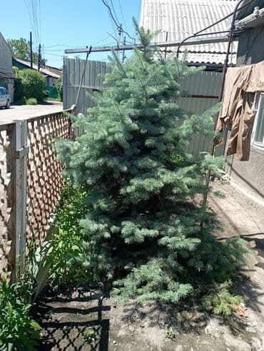 колоновидная туя: Ель голубая (Picea pungens, blue spruce) для озеленения участка. - — 1