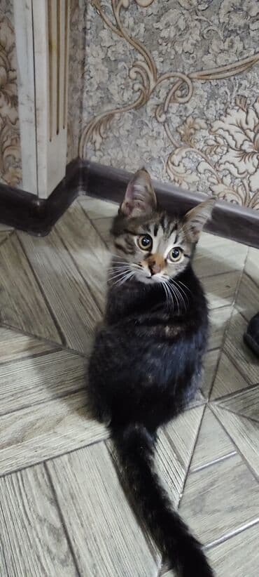 сколько стоит собака ротвейлер: Кошка даром: Беспородная, 5 месяцев, Мальчик, Приучена к лотку, Проглистована — 5