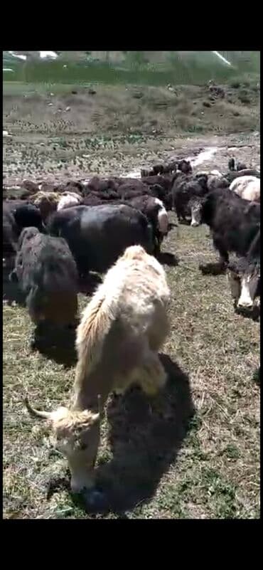 Грызуны: Продаю | Корова (самка) — 3