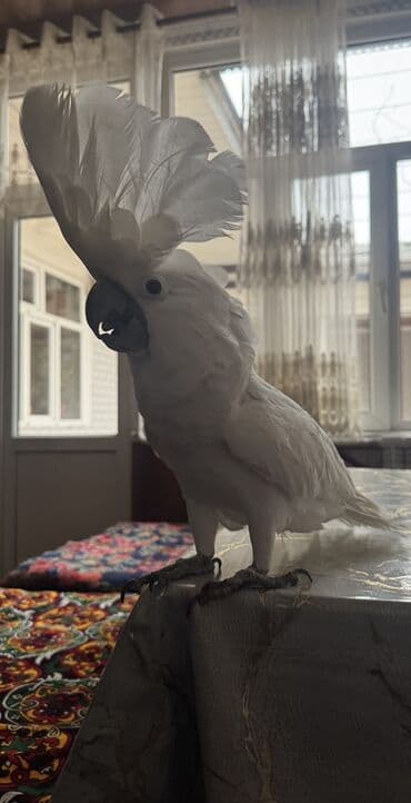 Ветеринар кызматы: Попугаи крупные, ручные.на. заказ. привизем. идиялных. ручные. 1) — 1