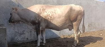 куплю корову на мясо: Продаю | Корова (самка) | Полукровка | Для молока | Привязанные — 6