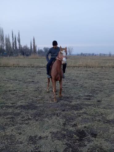 Кошки: Продаю | Конь (самец) | Рабочий — 2