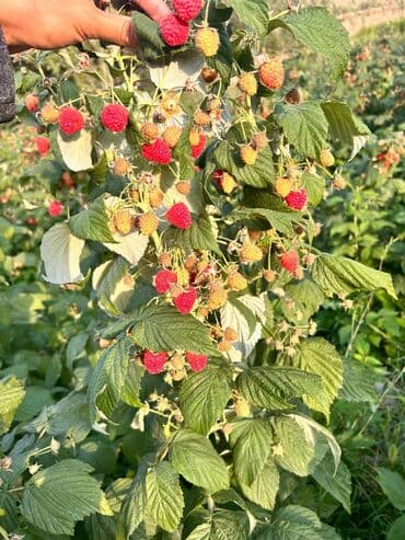 сервант книжный шкаф: Малина — 1