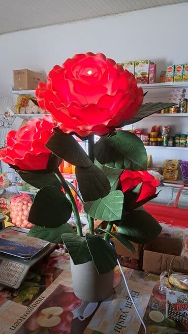 роза в горшке купить: Комнатные розы — 9