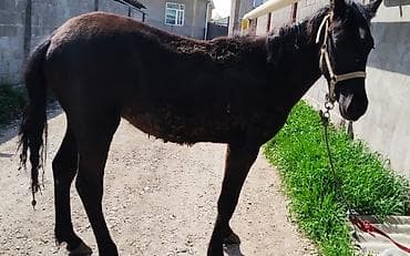 бычки породистые: Продаю | Жеребец | Рабочий — 8