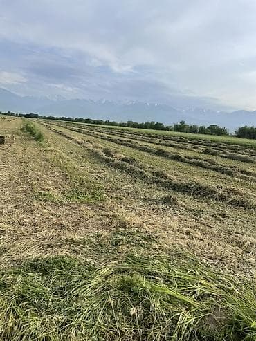 корм для лошадей купить: Клевер в тюках Находиься в кара-балте запресованные и загружены в — 6