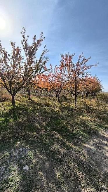новопокровка 6: 2200 соток, Договор купли-продажи, Красная книга, Тех паспорт — 6