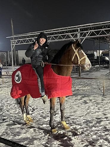 кой айдаган ит: Сатам | Байтал | Көбөйтүү үчүн — 3