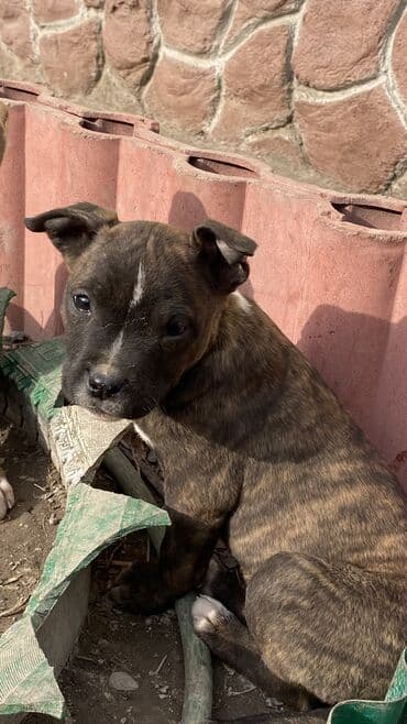 питбультерьер: Порода питбультерьер Кому интересно пишите Возраст 2 месяцев — 5