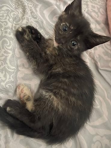 породистые кошки бишкек: Котята домашние, ласковые и игривые. Шотландские вислоухие/прямоухие — 3