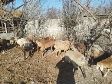 купить собаку шпица недорого: Продаю | Овца (самка) | Полукровка | Для разведения | Матка — 2