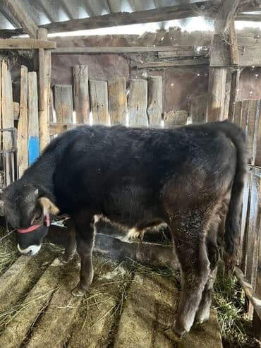 отдам животных в хорошие руки: Продаю | Бык (самец) | На откорм | Привязанные — 3