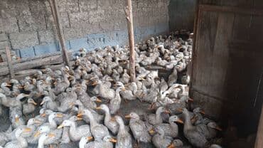 цены породистых собак: Молодняк уток (большое поголовье) - Порода/тип: серые утки с — 1