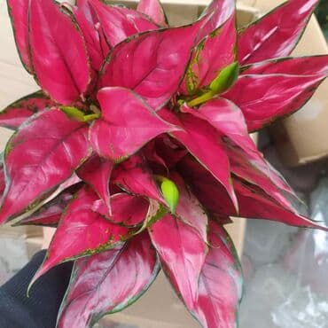 растения аквариумные купить: Строманта, диффенбахия, аглаонема, филодендроны, и т.д — 10