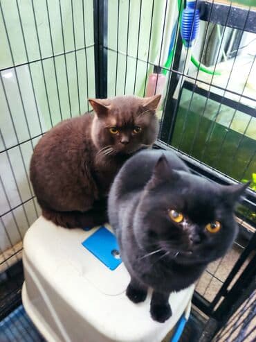 котята: Британская короткошёрстная, 1 год, Мальчик, Черный, Кастрирована — 2