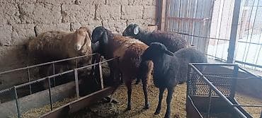 куры цыплята: Продаю | Овца (самка) | На забой — 6