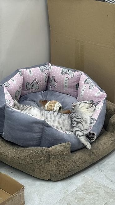 саванна кошка: Скотиш Фолд (Шотландская вислоухая), 6 месяцев, Девочка, Серый, Приучена к лотку — 3