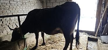 продажа собак в бишкеке: Продаю | Корова (самка), Бык (самец), Тёлка | Алатауская | Для разведения, Для молока | Стельные — 3