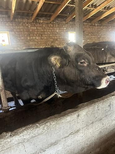 говяжьи ноги: Продаю | Бык (самец) | Для разведения | Привязанные — 1