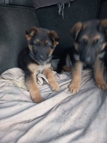сколько стоит шпиц в бишкеке: Щенки, похожие на немецких овчарок - Окрас: черно-подпалый — 2