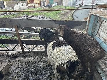 породистые: Продаю | Баран (самец) | Для разведения — 6