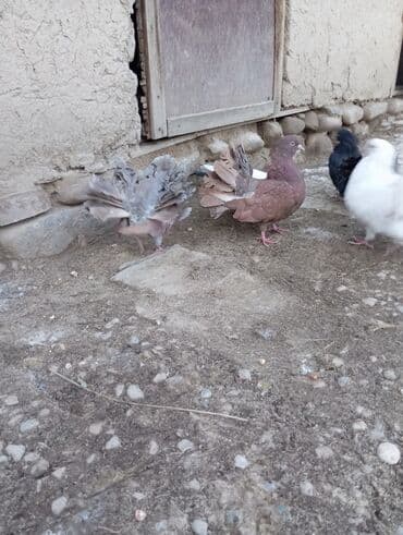 козу сатылат бишкек: Декоративные голуби-павлины, шоколадно-рыжий окрас. Описание: - — 5