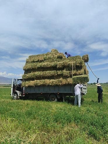 щенки далматинец: Гигант сатылат, об 4 куб жашыл мотор.Турбина. Чон мост Чон каропка — 2