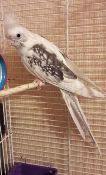 Птицы: Белощекие кареллы хорошо учатся говорить и приручаются к рукам а так — 7