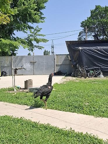 гнездо для кур: Продаю | Петух | Бойцовая | Для разведения — 3