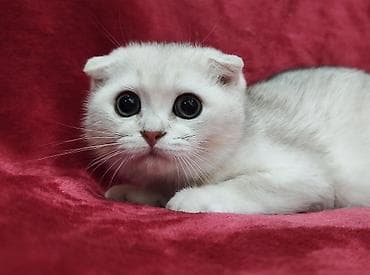 купить мейн куна польша: Скотиш Фолд (Шотландская вислоухая), 2 месяца, Мальчик, Серебристая шиншилла — 2