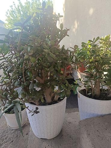 цветок денежное дерево: Толстянка (Crassula ovata, денежное дерево) в декоративном кашпо. - — 9