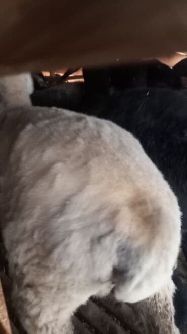 собаку объявления купить: Продаю | Ягненок | Для разведения — 6