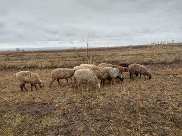 дикаративные кролики: Продаю | Овца (самка) | Для разведения | Матка — 3