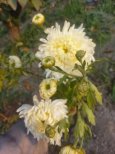 сухие цветы: Саженцы хризантем с пышной зеленой листвой, готовые к пересадке — 10