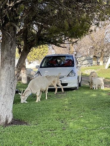 Honda Fit: 2002 г., 1.3 л, Автомат, Бензин, Хэтчбэк