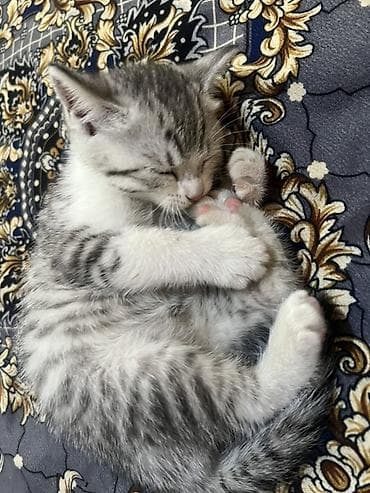 шиншилла кошка цена: Скотиш Фолд (Шотландская вислоухая), 1 месяц, Девочка, Серый, Приучена к лотку — 2
