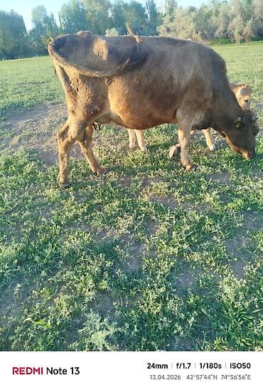 ээр токум жугон: Продаю | Корова (самка) | Полукровка | Для разведения | После отела — 9