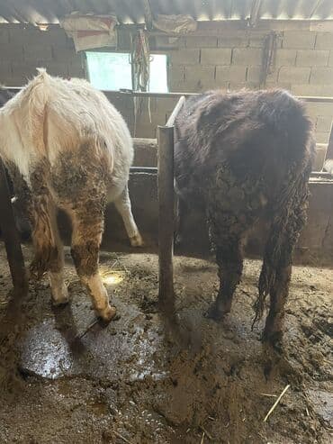 собака долматинец: Продаю | Тёлка | Полукровка | На откорм | Привязанные — 7