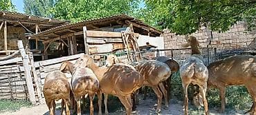 котята цена: Продаю | Овца (самка) | Арашан | Для разведения | Матка — 2