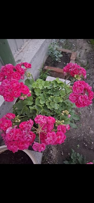 продаю фотозону: Пеларгония (герань) в горшке — крупные шапки насыщенно‑розовых и алых — 1