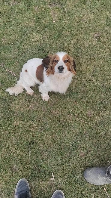 собаки каракол: Ит бекер берилет: Спаниель, 1 жаш, Ургаачы — 2