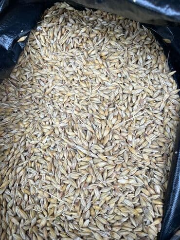 дойный коров: Продам ячмень оптом от 23 тонн и выше — 1