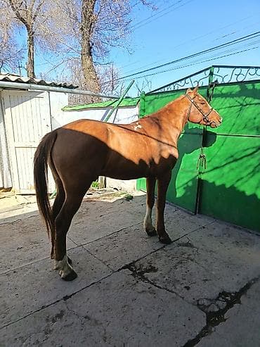 лошадь кобыла: Продаю | Конь (самец) | Дончак | Для разведения — 4