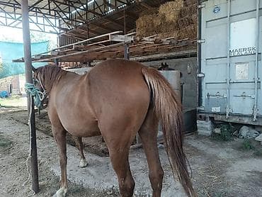бычки купить оптом: Продаю | Кобыла (самка) | Рабочий — 4