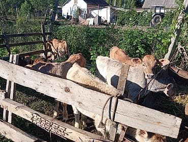 мальки сазан: Продаю | Музоо, торпок | Полукровка | На откорм — 2