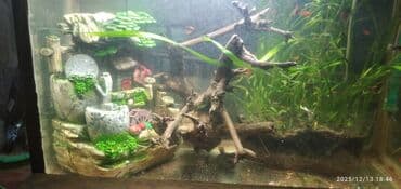 фильтр для аквариума бишкек: Аквариум 50 литров отдам всё что есть на фото — 7