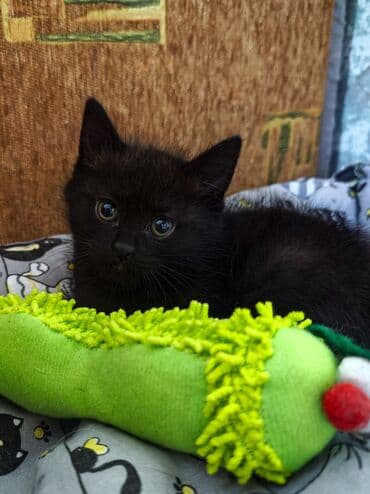 кошка цена: 🎄 Новогодний котенок в добрые руки, отдам даром🏠 Под Новый год — 2