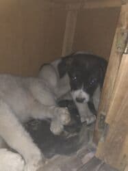 Вязка собак: 1 месяц, Самка — 3